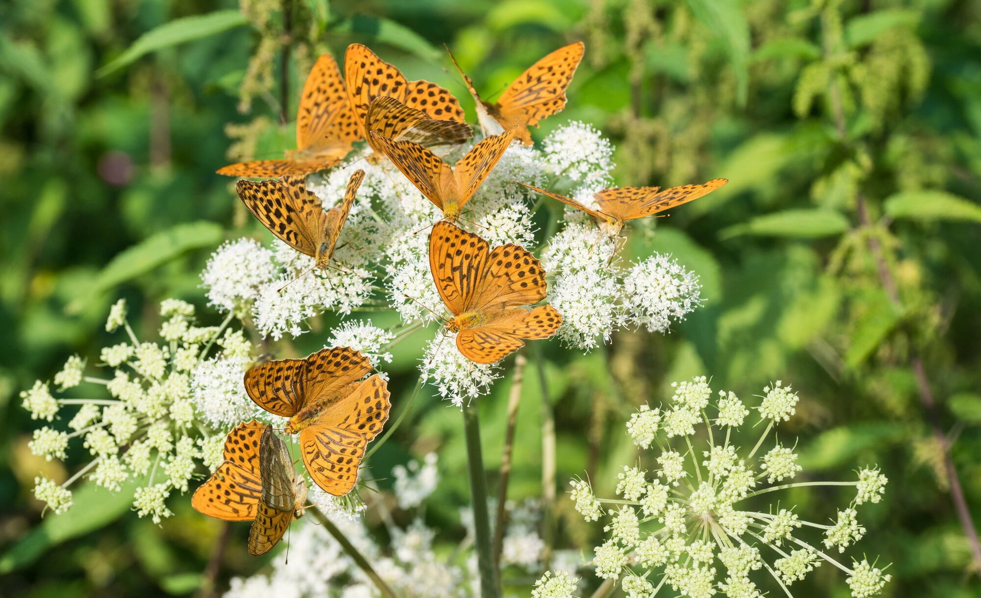 Der Kaisermantel (Argynnis paphia) shutterstock_1347697814.jpg