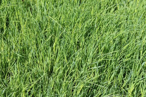 Dactylis_glomerata_LYRA.jpg
