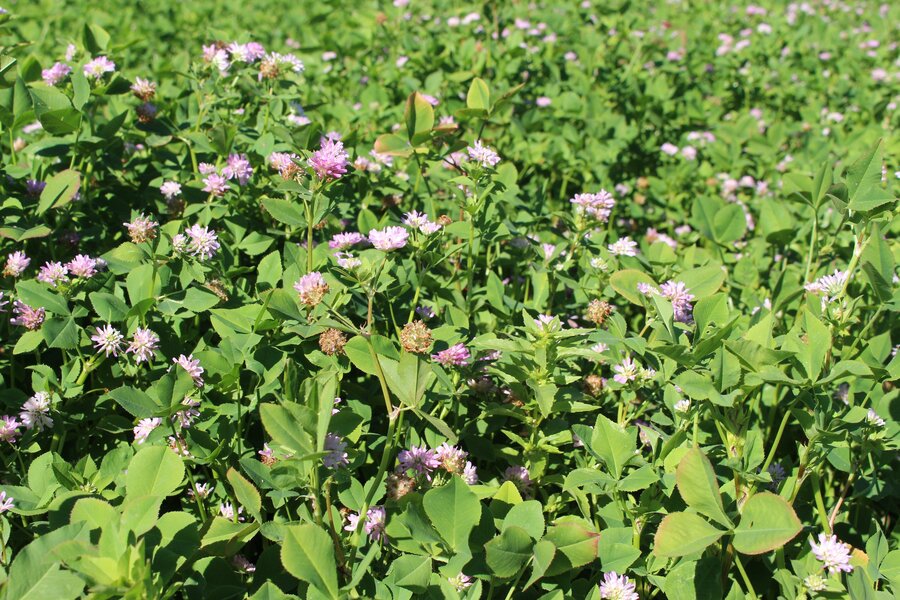 Trifolium_resupinatum_2.jpg