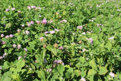 Trifolium_resupinatum_2.jpg