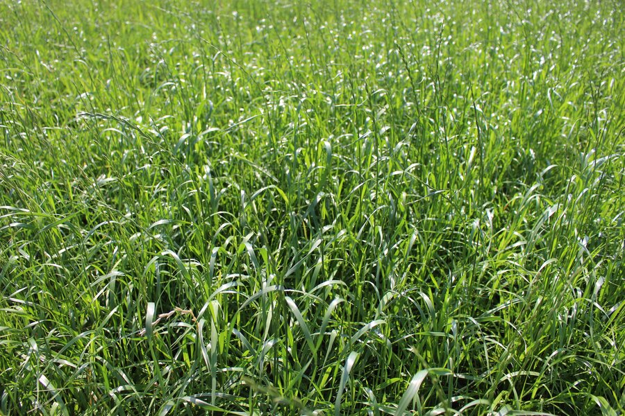 Lolium_multiflorum_ssp._westerwoldicum_MELJUMP.jpg