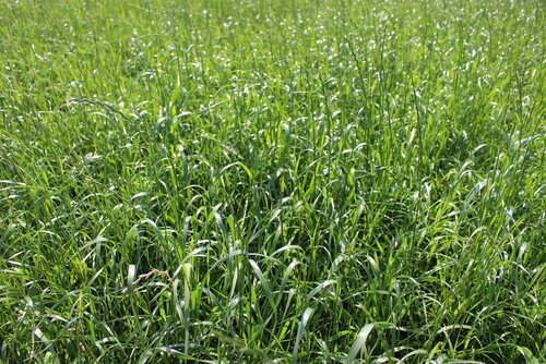 Lolium_multiflorum_ssp._westerwoldicum_MELJUMP.jpg
