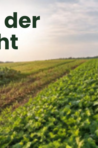 Landwirtschaftliches Feld mit einer Auswahl an Zwischenfrüchten und dem Text: Richtige Wahl der Zwischenfrucht