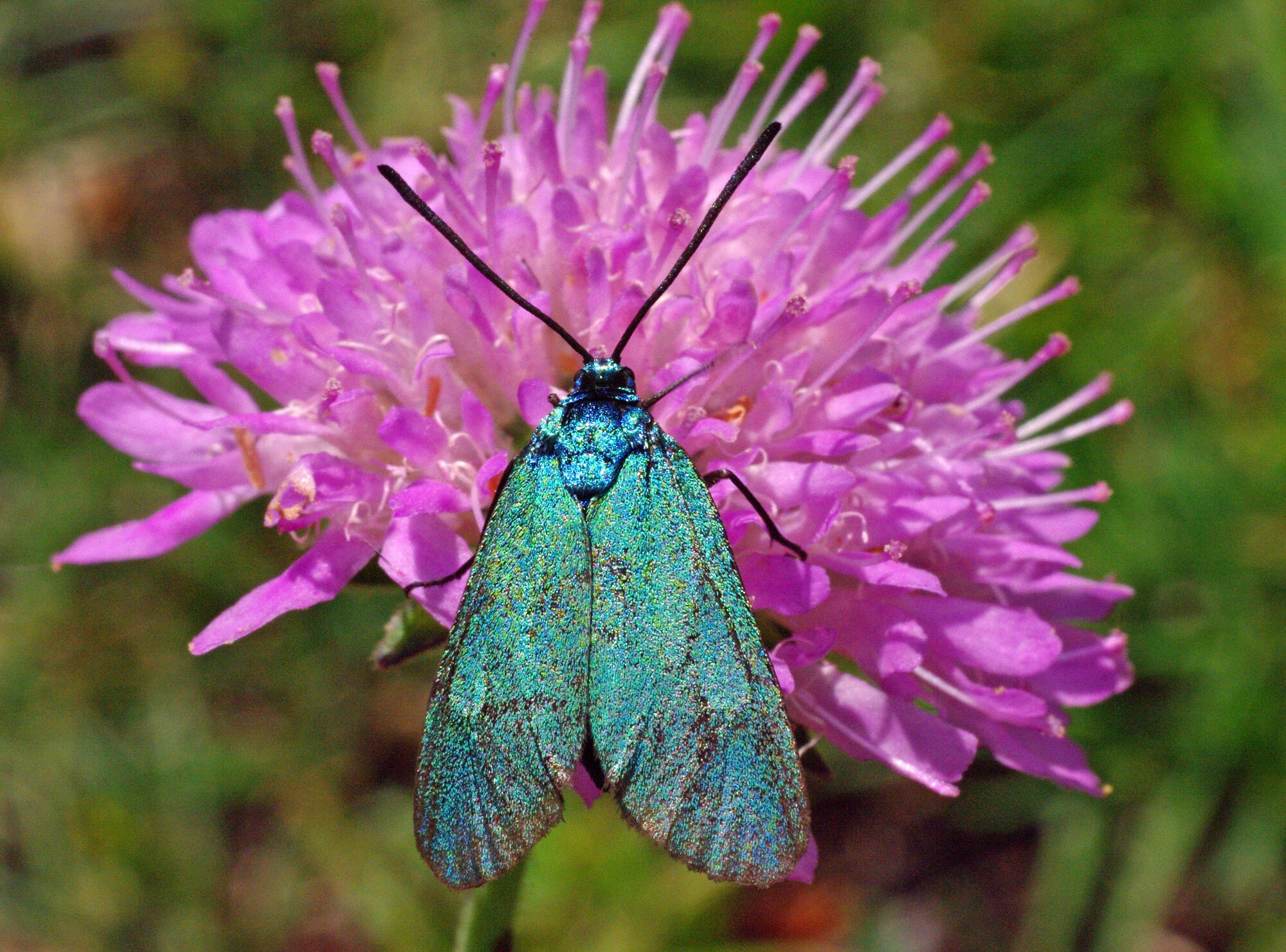 Schmetterling des Jahres 2023 - Das Ampfer-Grünwidderchen shutterstock_470688365.jpg