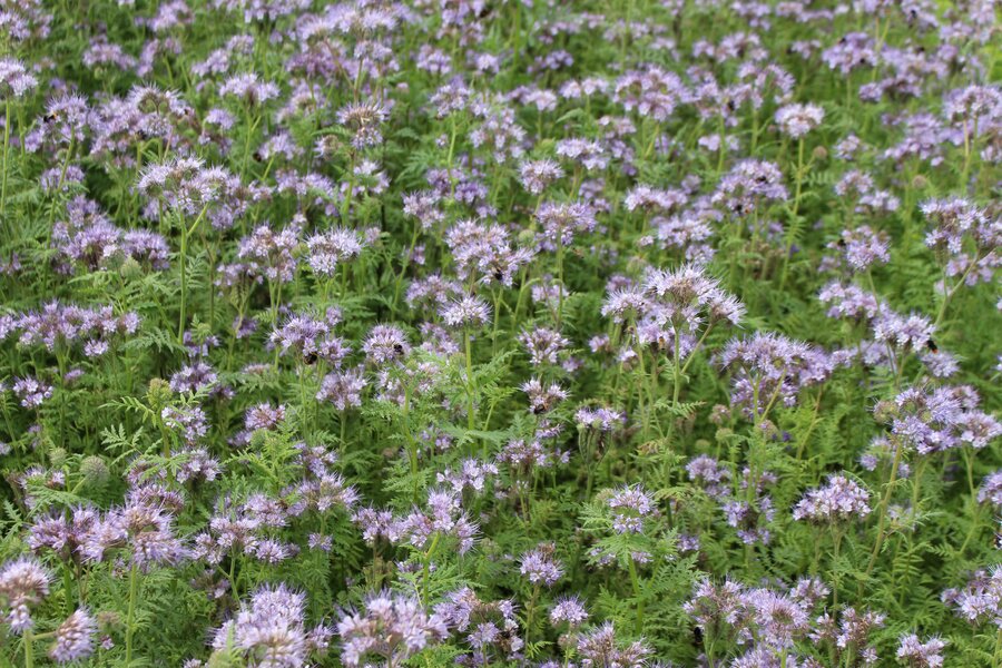 Phacelia_tanacetifolia_BALO.jpg