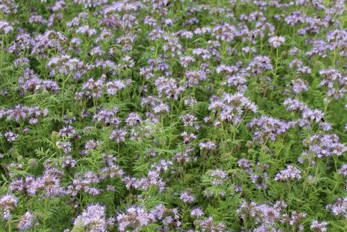 Phacelia_tanacetifolia_BALO.jpg