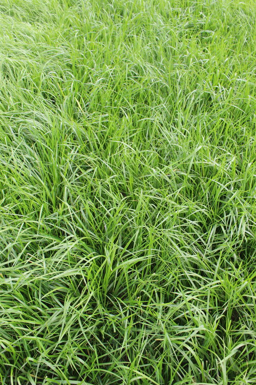 Festuca_arundinacea.JPG