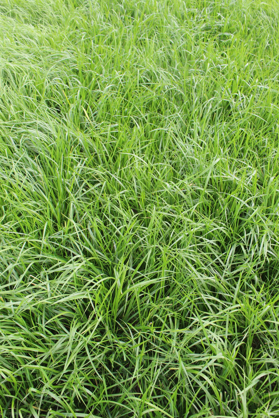 Festuca_arundinacea.JPG