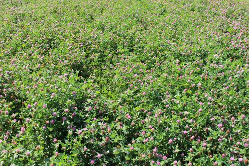 Trifolium_pratense_GLOBAL.jpg