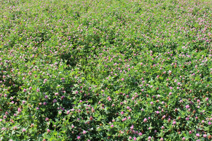 Trifolium_pratense_GLOBAL.jpg