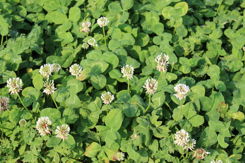 Trifolium_repens_BOMBUS.JPG