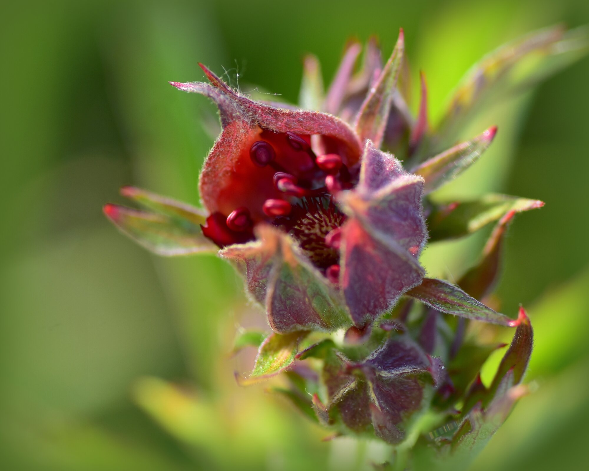 Blutauge_-_Blickfang.jpg Blutauge_-_Blickfang.jpg