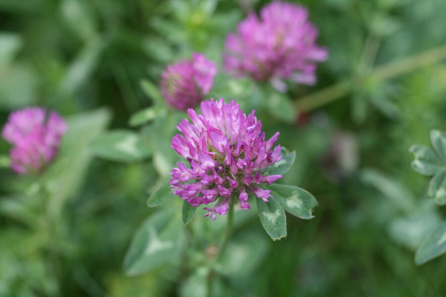 Trifolium_pratense.JPG