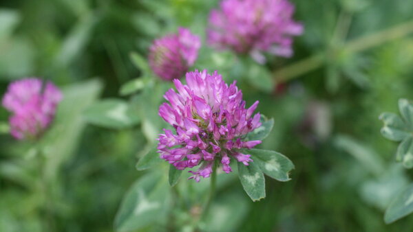 Trifolium_pratense.JPG