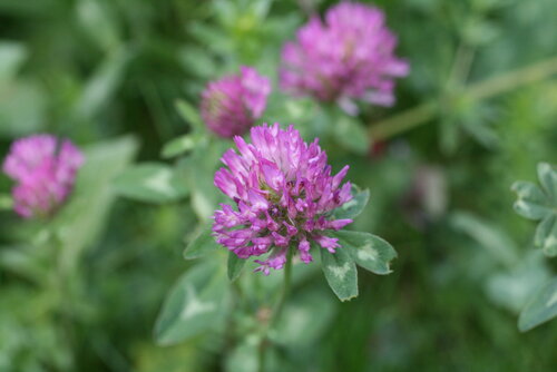 Trifolium_pratense.JPG