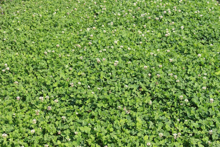 Trifolium_repens_MERLYN.jpg