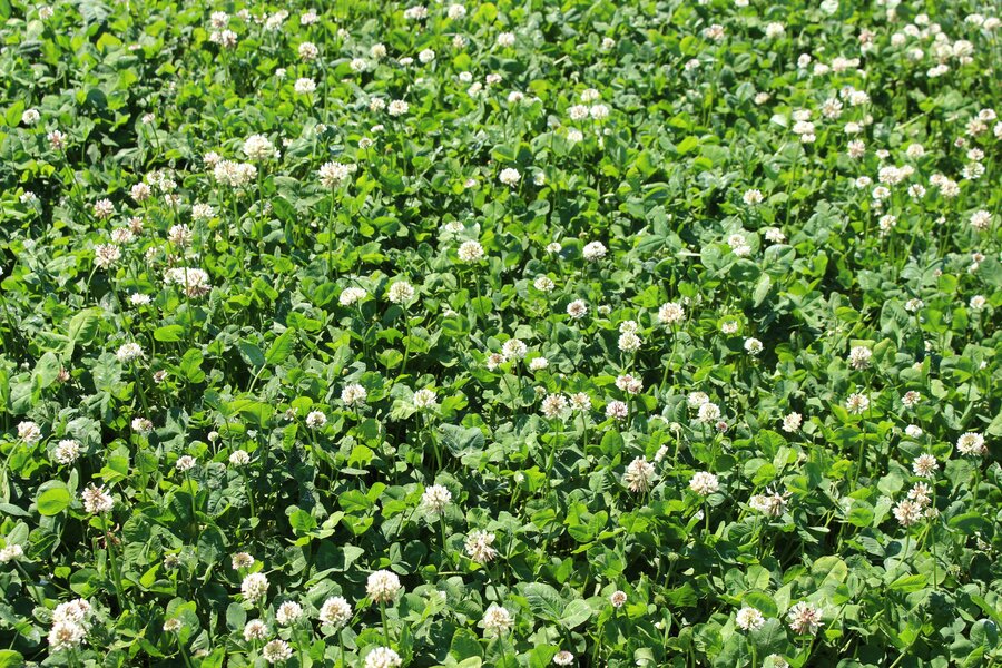Trifolium_repens_JURA.jpg
