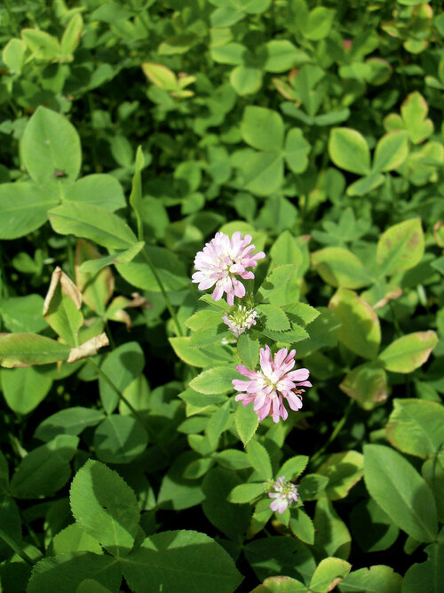 Trifolium_resupinatum.jpg