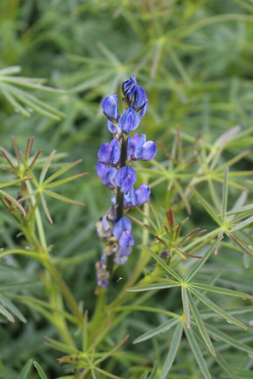 Blaue_Bitterlupine__2_.jpg