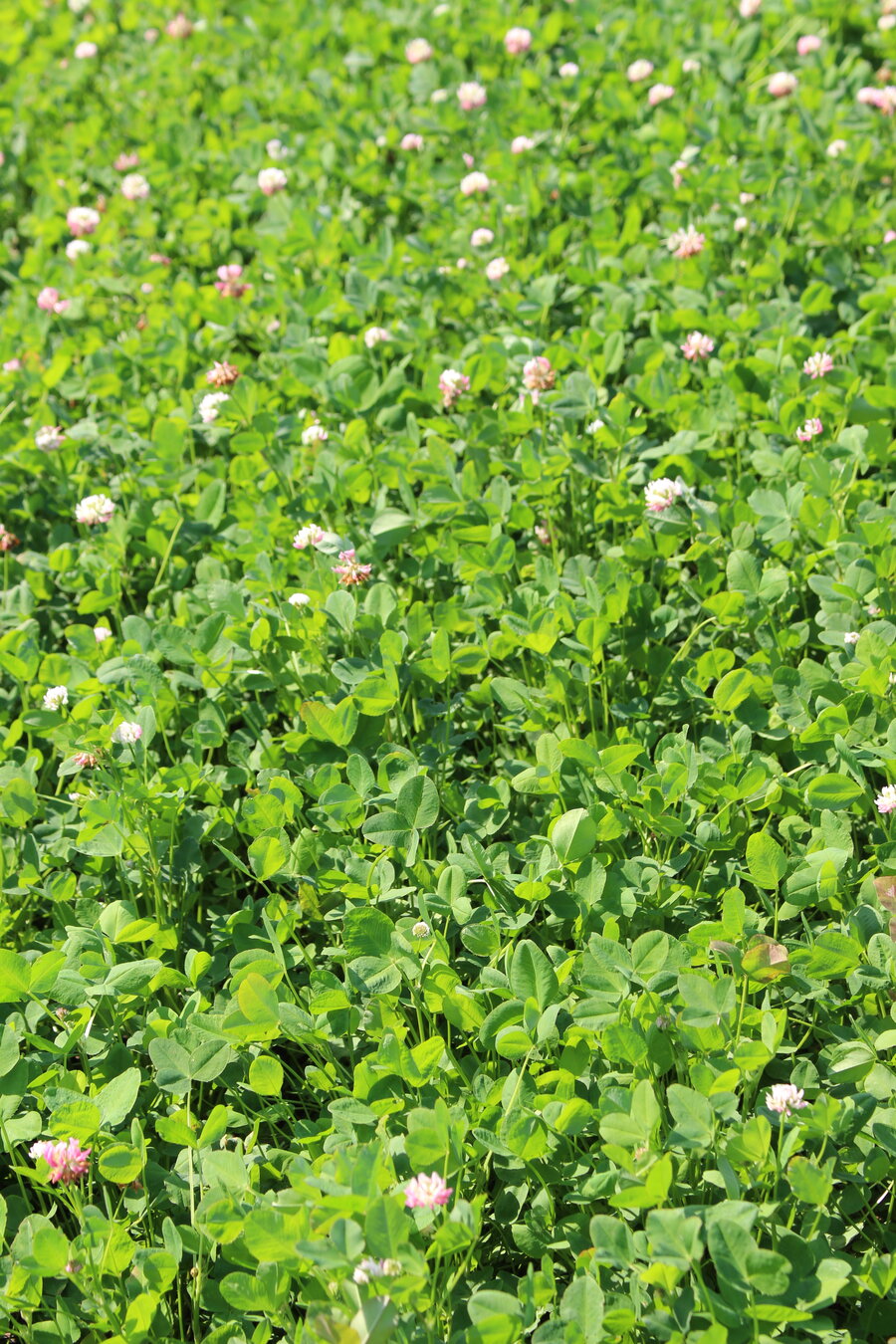 Trifolium_hybridum.JPG
