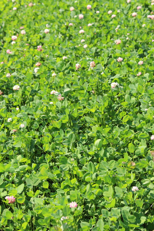 Trifolium_hybridum.JPG