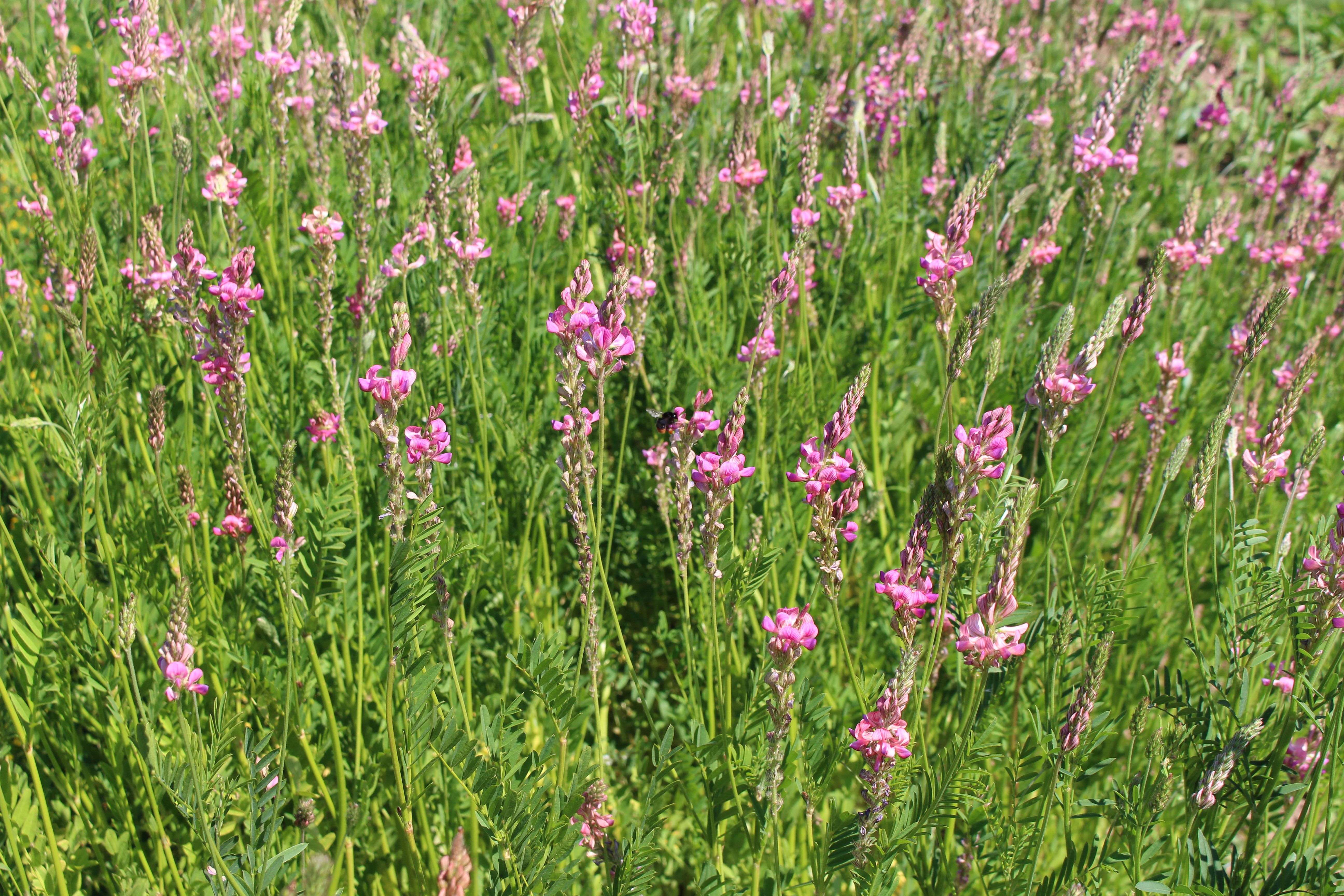 Onobrychis_viciifolia.jpg Onobrychis_viciifolia.jpg