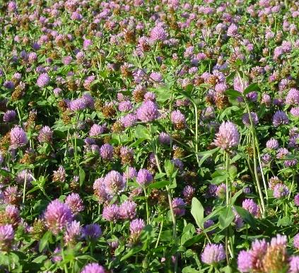 Trifolium_pratense_THOR.jpg