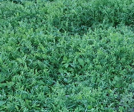 Vicia_sativa_JOSE.jpg
