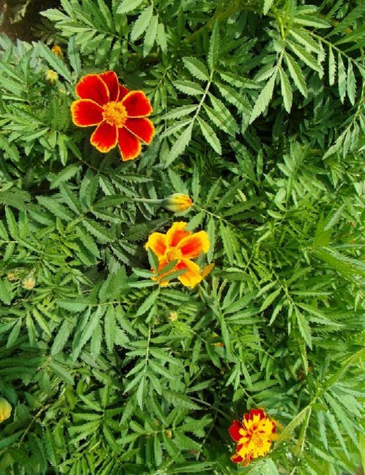 Tagetes_patula_LABYRINTH.jpg