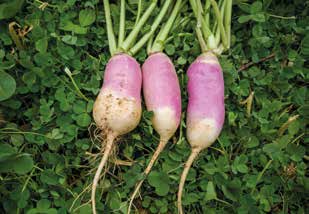 Brassica_rapa_var._rapa_GRACELAND.jpg