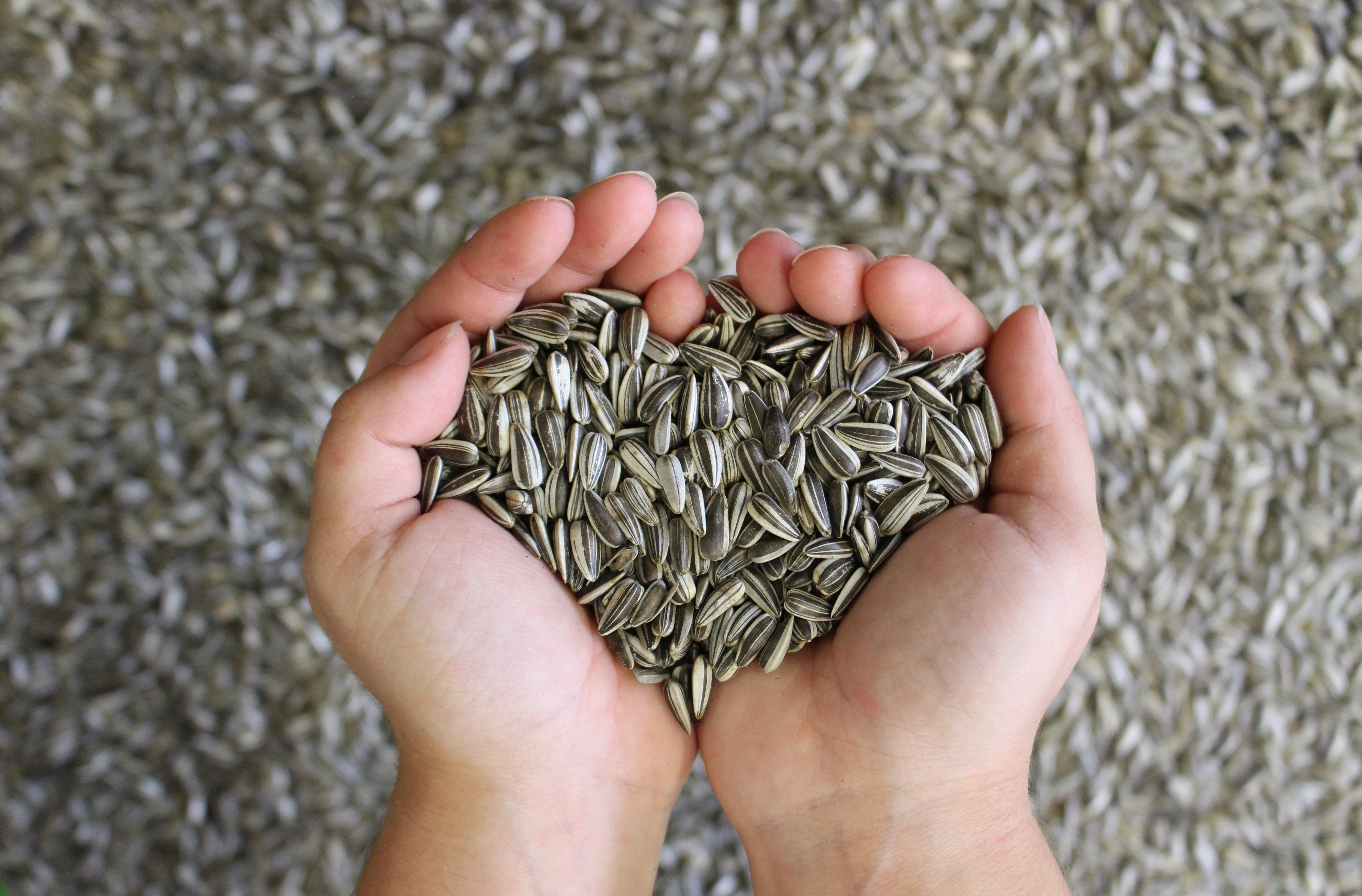 Sonnenblumenkerne_Hand.jpg Sonnenblumenkerne_Hand.jpg