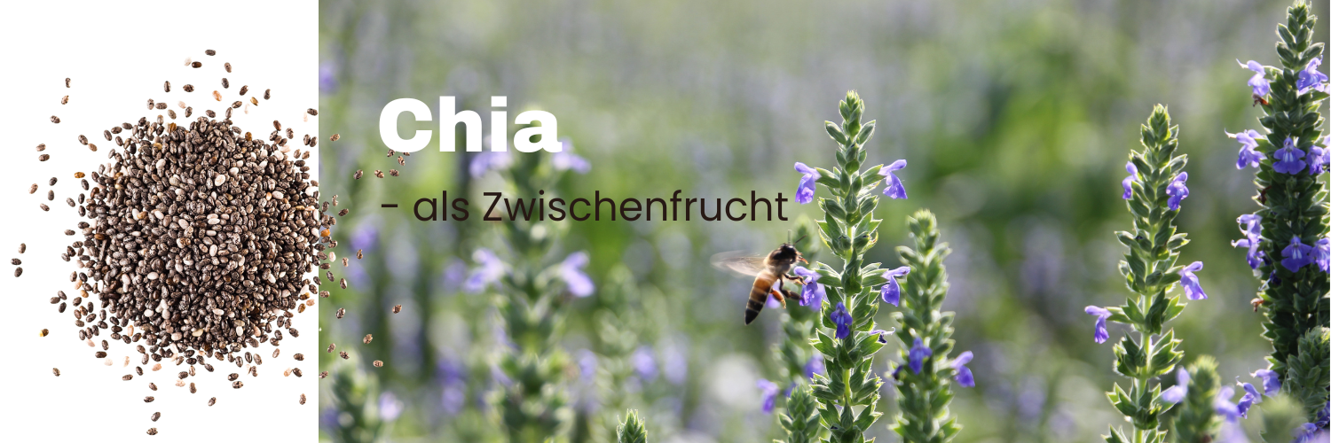 Header_News_Landwirtschaft_Chia.png