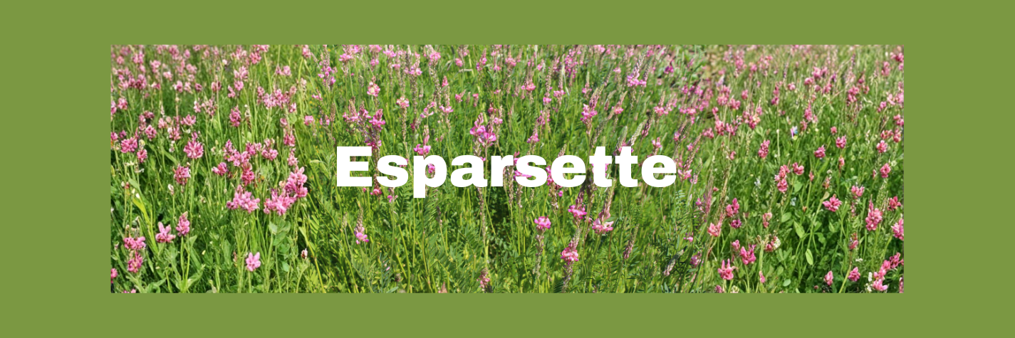 News_Header_RhizoFix_RF-55_ESPARSETTE.png News_Header_RhizoFix_RF-55_ESPARSETTE.png