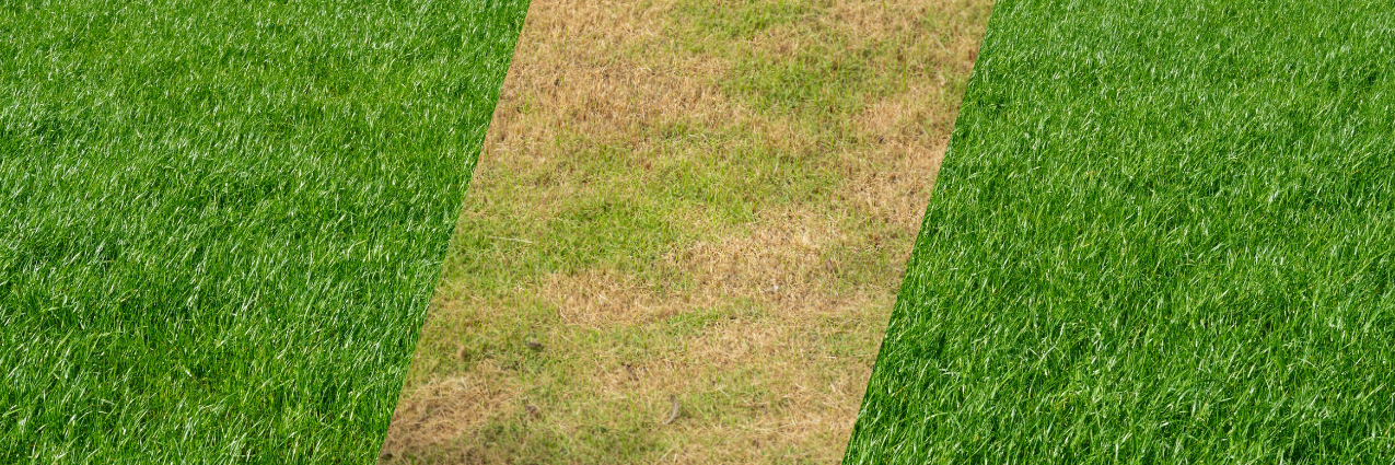 Header_News_Duerre_Gruenlandpflege_1_.png Header_News_Duerre_Gruenlandpflege_1_.png