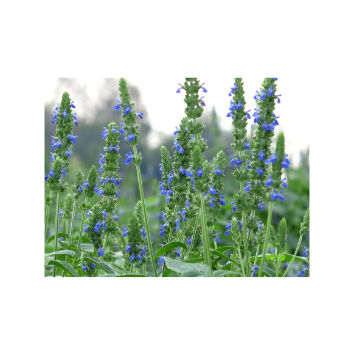 Bild_News_Chia.png Bild_News_Chia.png