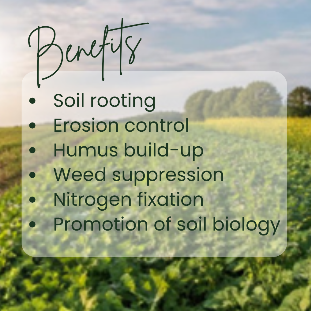 Benefits of Cover Crops A picture with a fild of cover crops with a text that lists the benefits of cover crops: soil rooting, erosion control, humus bulid-up, weed suppression, nitrogen fixation, promotion of soil biology.