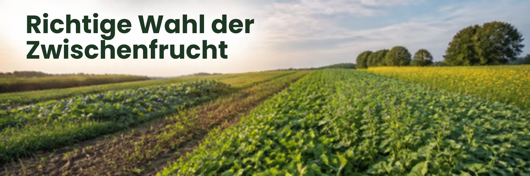 Richtige Wahl der Zwischenfrucht Landwirtschaftliches Feld mit einer Auswahl an Zwischenfrüchten und dem Text: Richtige Wahl der Zwischenfrucht