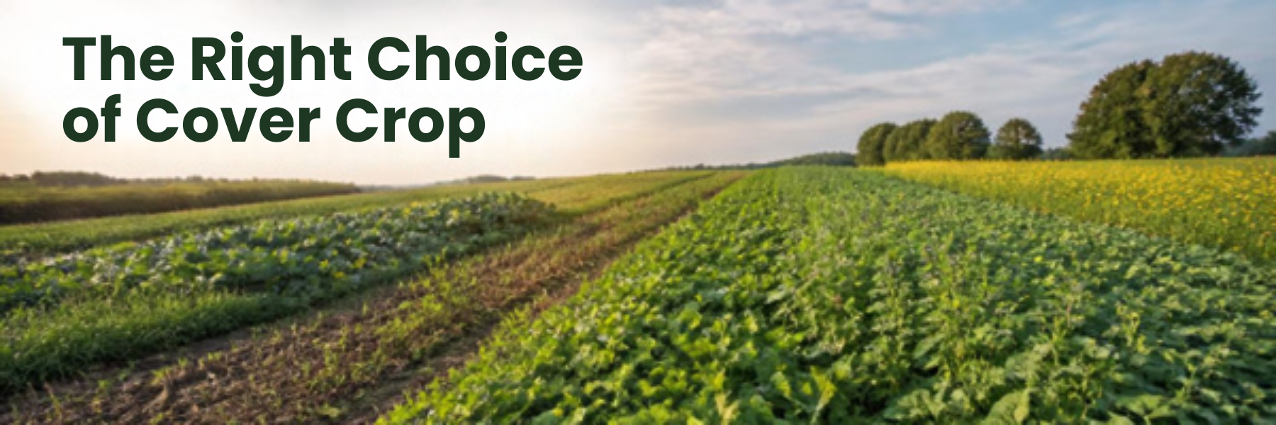 The Right Choice of Cover Crop Agricultural field with a variety of cover crops with the text: Right choice of cover crops