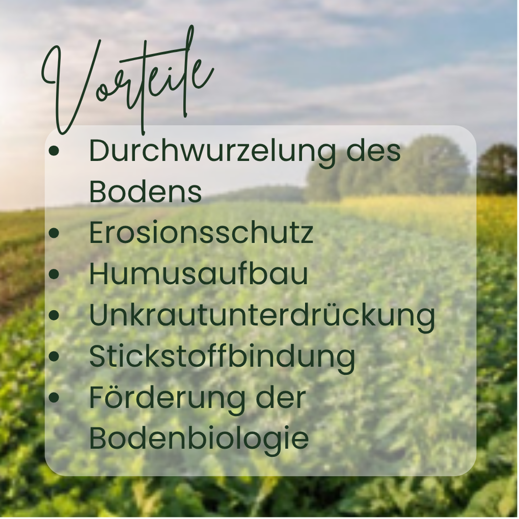 Vorteile von Zwischenfrüchten & Zwischenfruchtmischungen Die Vorteile von Zwischenfrüchten/Zwischenfruchtmischungen sind: Durchwurzelung des Bodens, Erosionsschutz, Humusaufbau, Unkrautunterdrückung, Stickstoffbindung, Förderung der Bodenbiologie