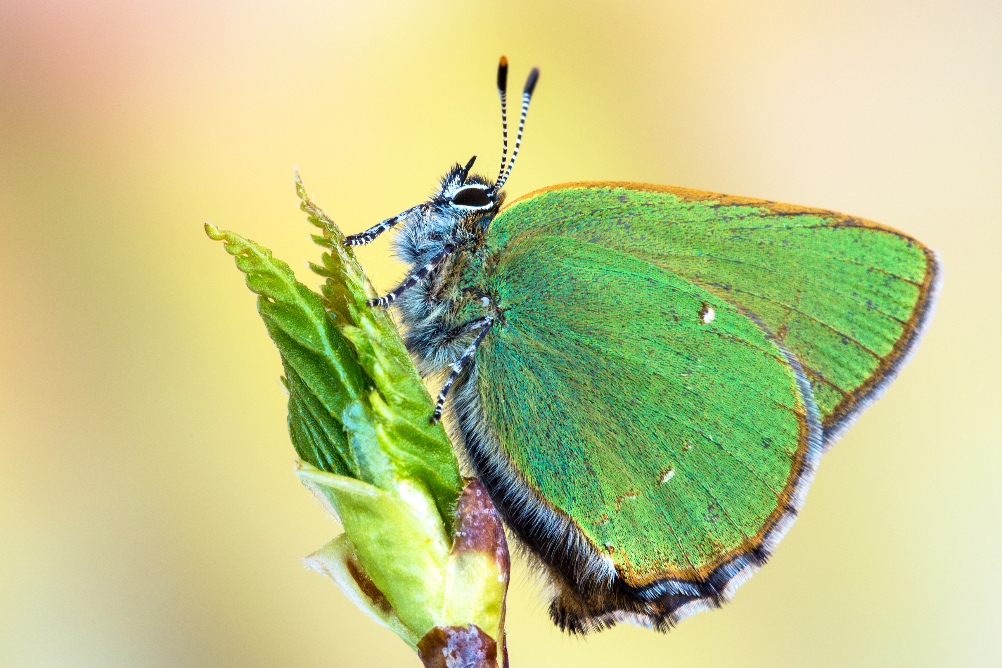 Gruener_Zipfelfalter_shutterstock_1245037402.jpg Gruener_Zipfelfalter_shutterstock_1245037402.jpg