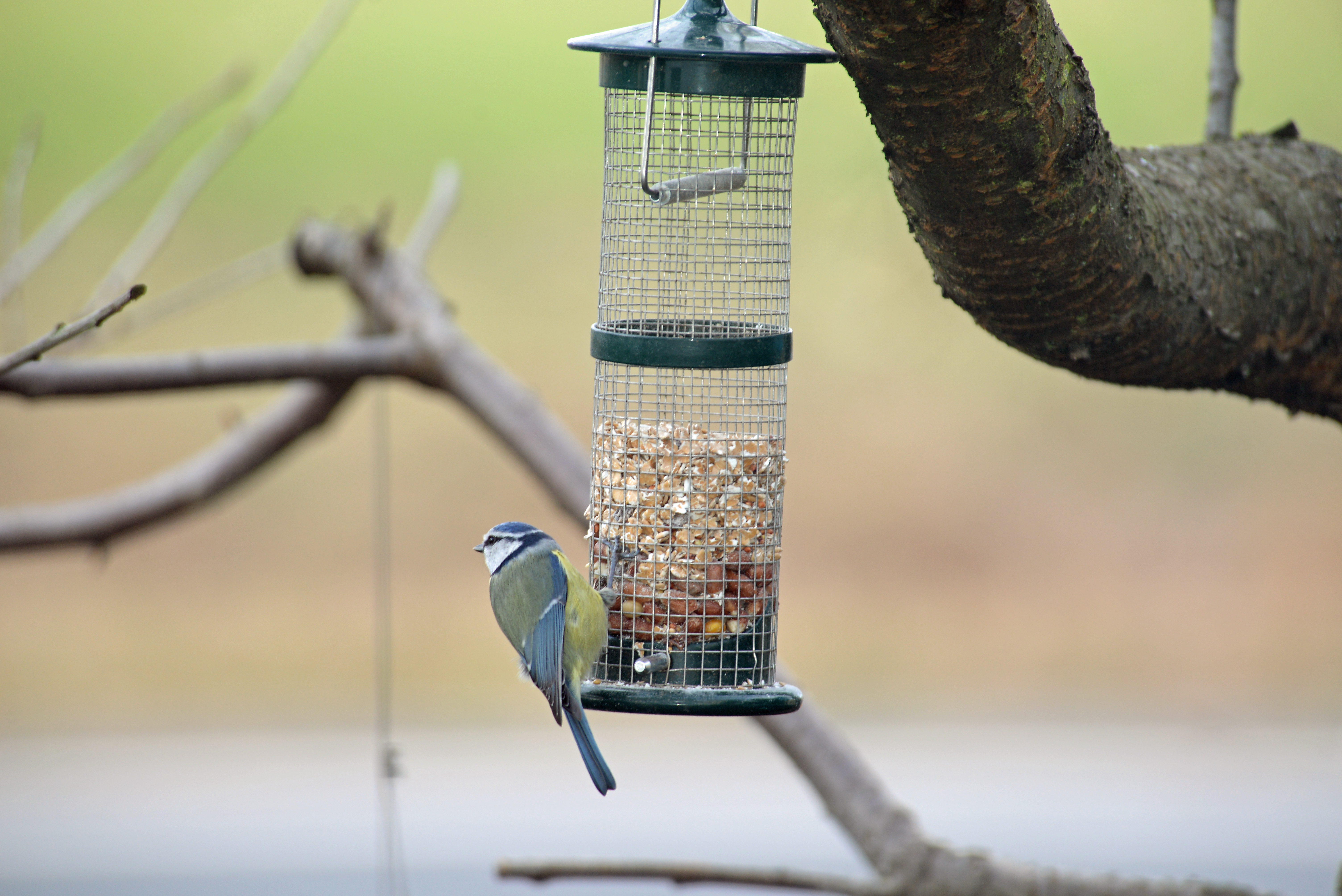 Futterstelle_shutterstock_1209546697.jpg Futterstelle_shutterstock_1209546697.jpg