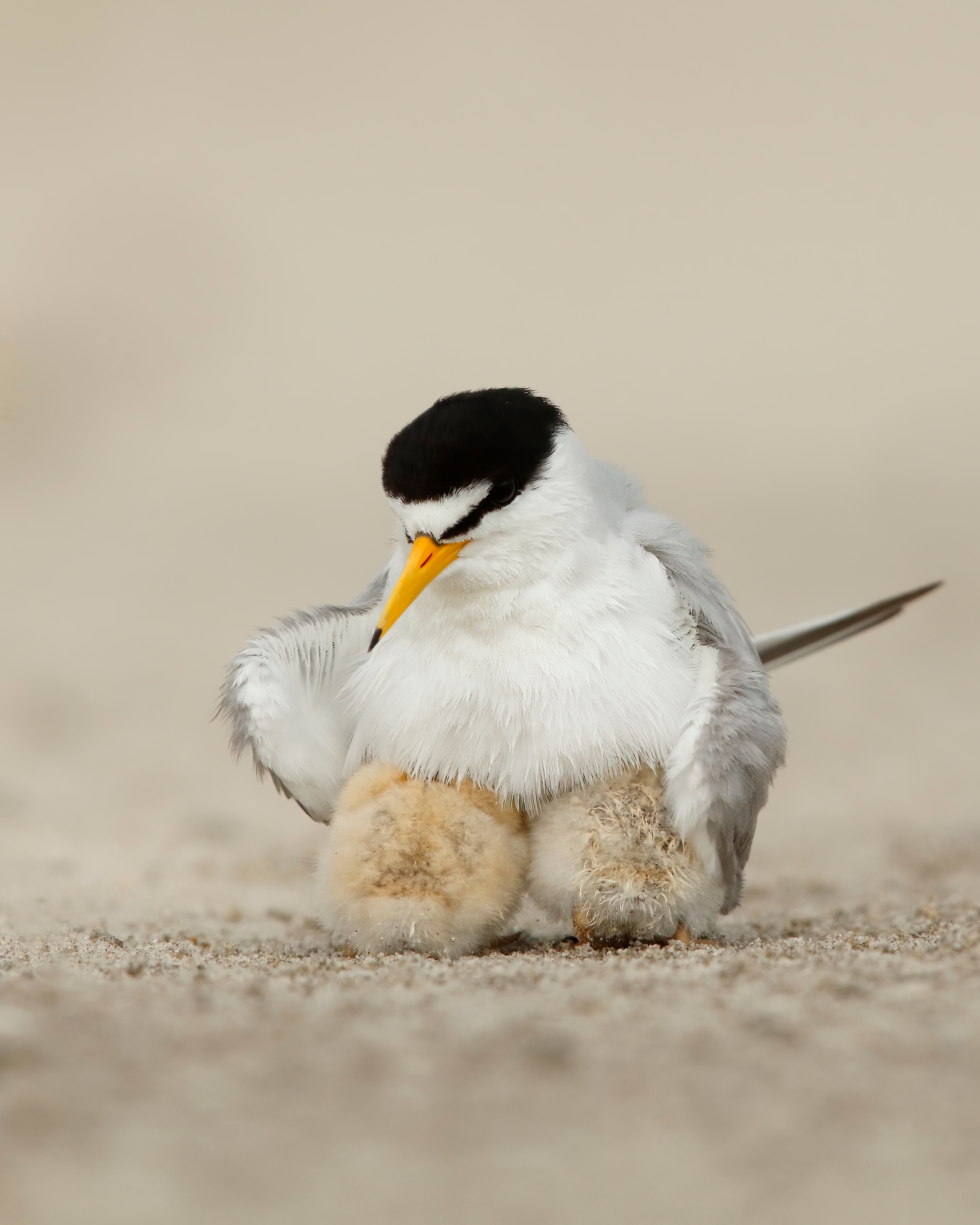 shutterstock_1910599288.jpg shutterstock_1910599288.jpg