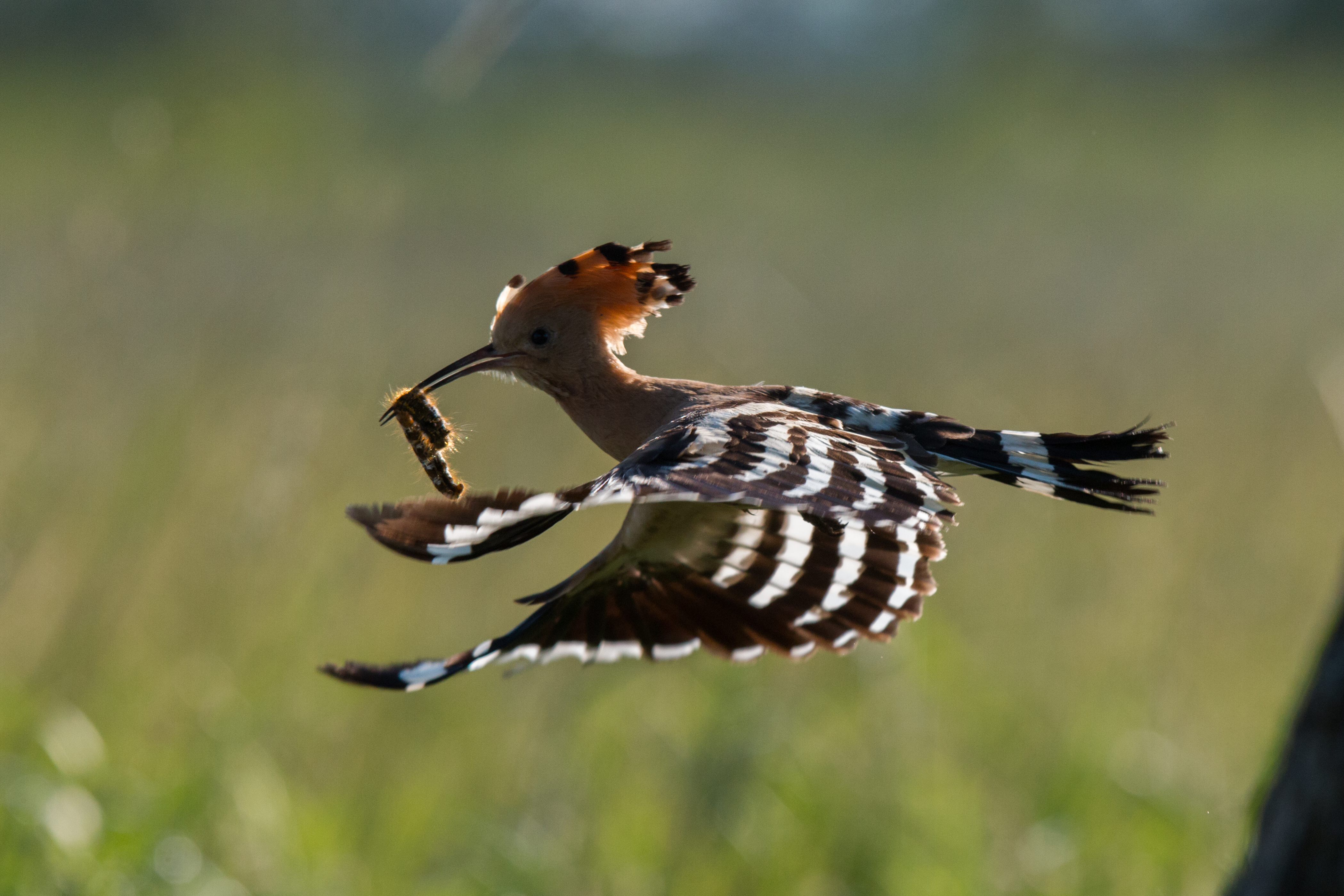 shutterstock_582736816.jpg shutterstock_582736816.jpg