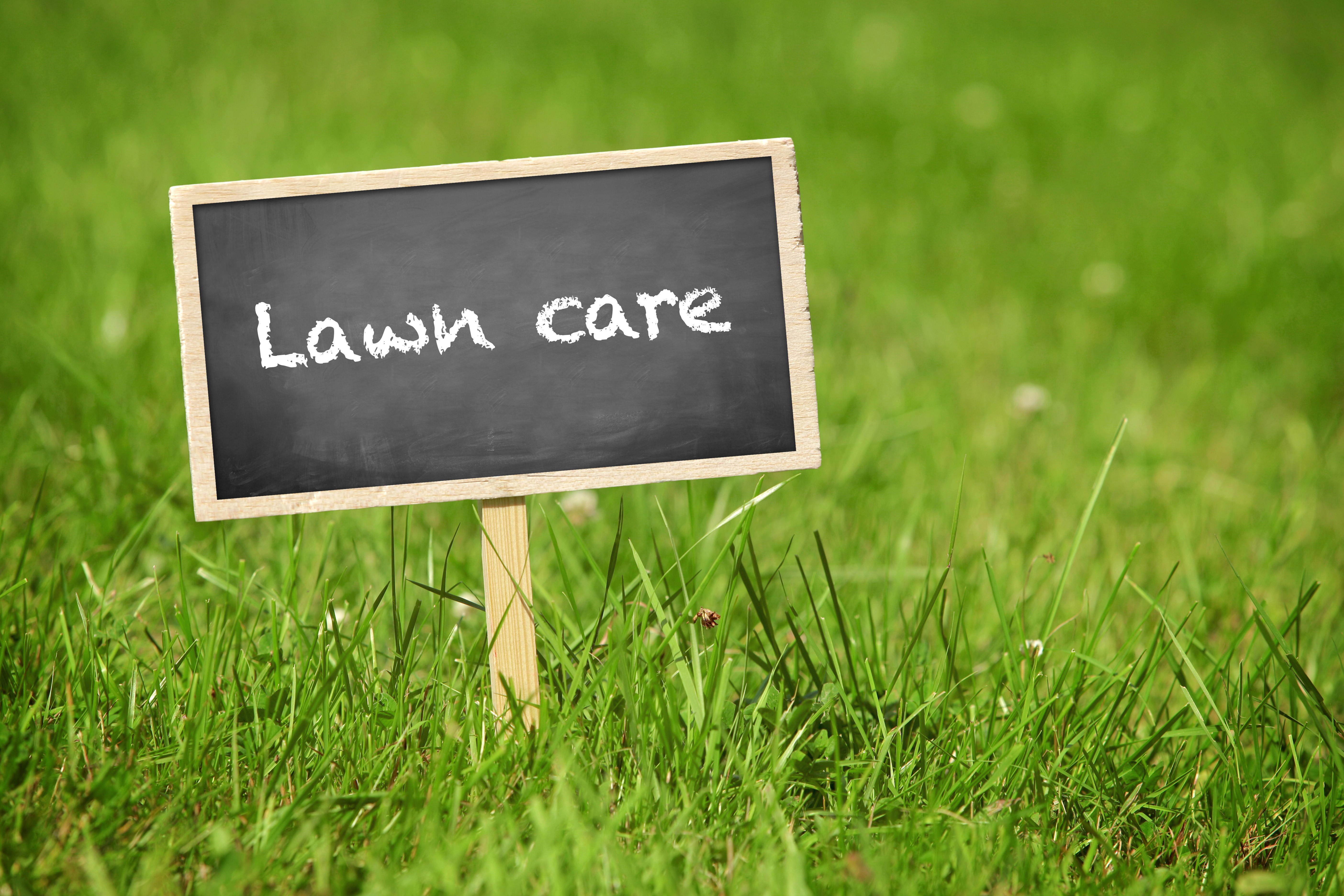 Proper lawn 2025 care