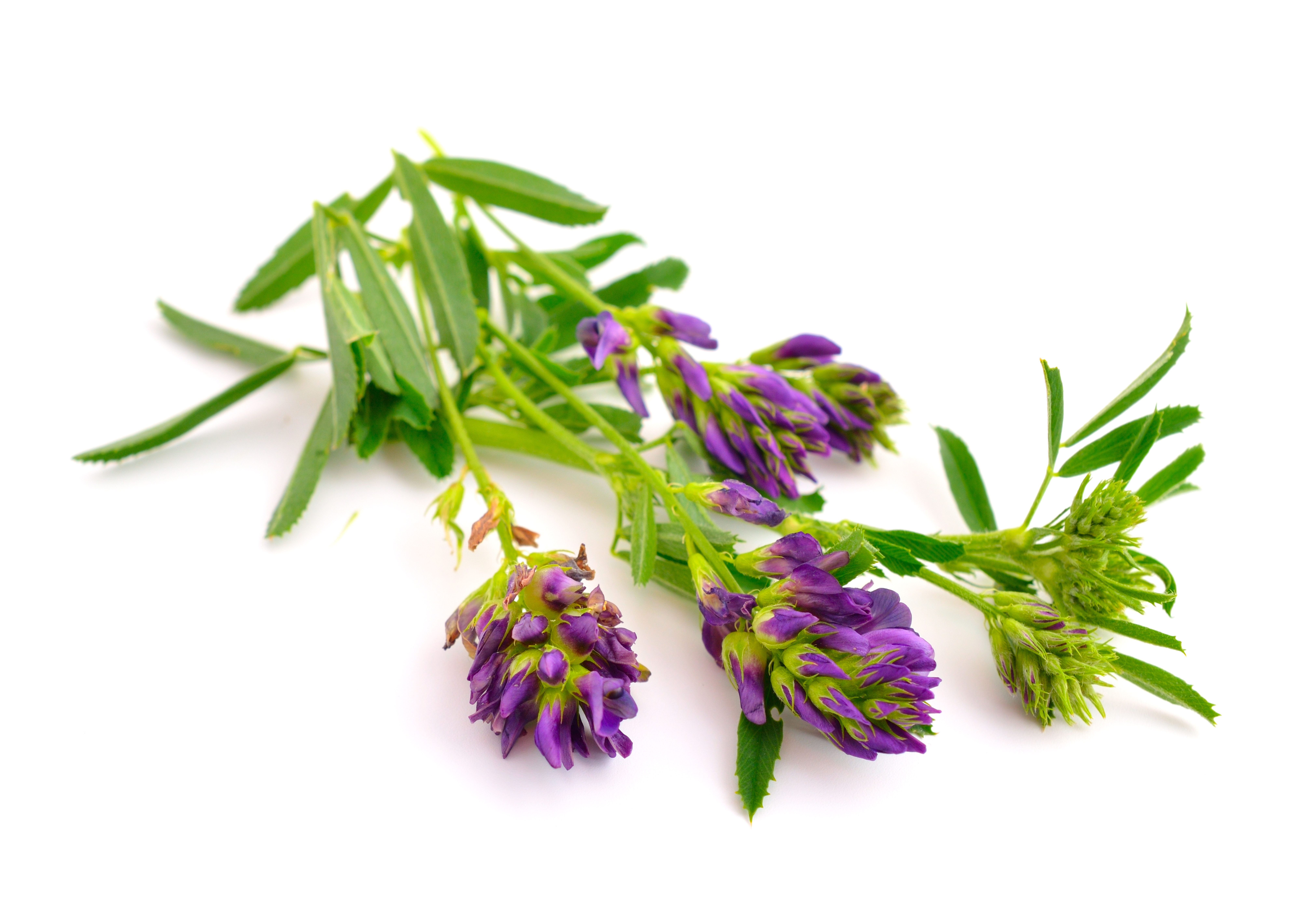 shutterstock_436715995.jpg shutterstock_436715995.jpg