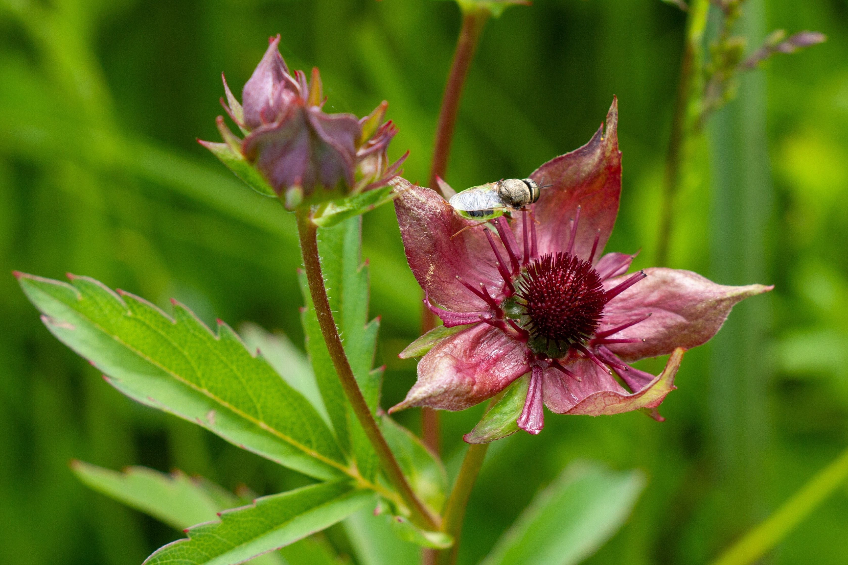 Blutauge_-_Titelbild.jpg Blutauge_-_Titelbild.jpg