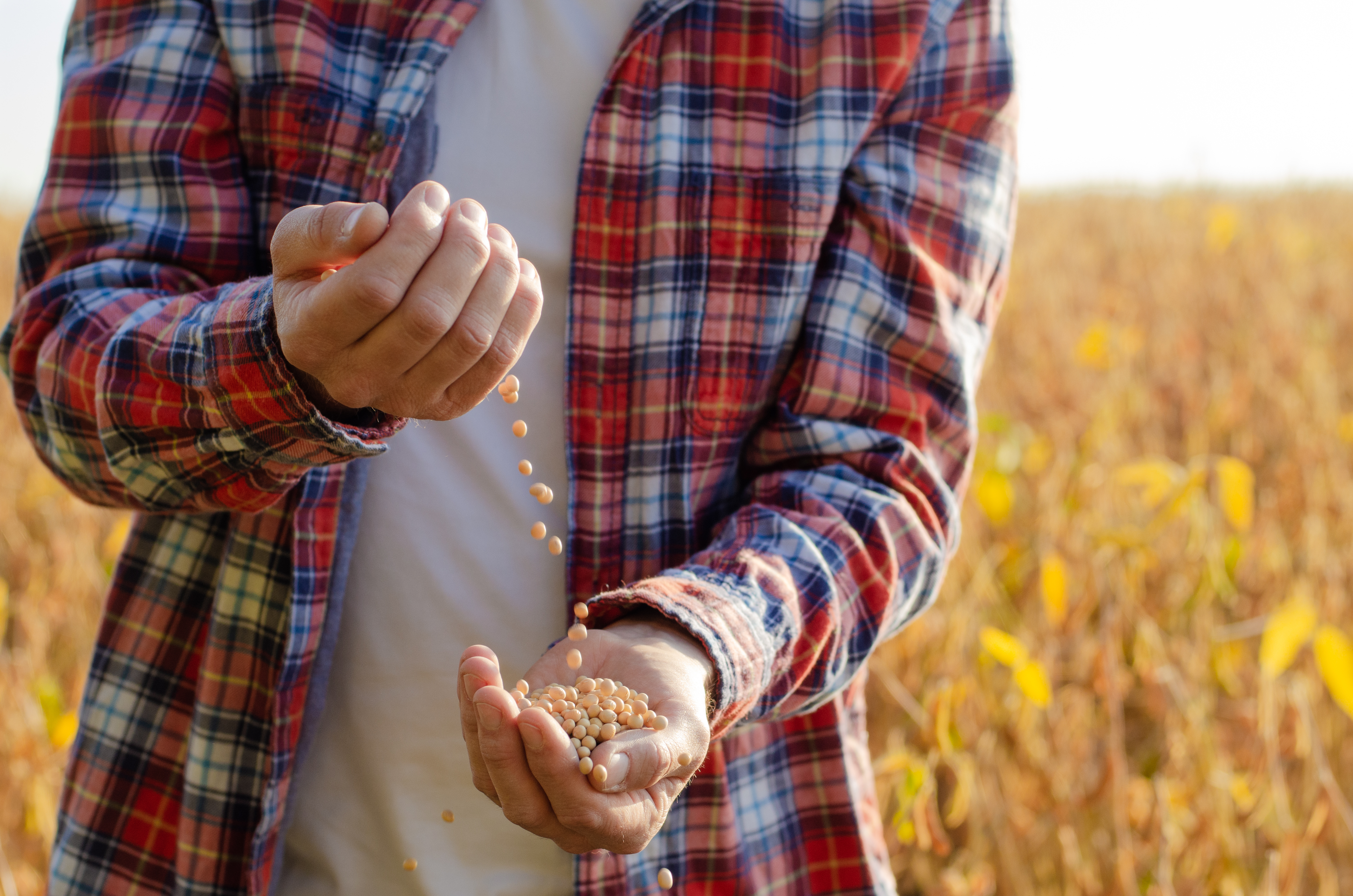 Vermehrer gesucht! shutterstock_1790305463.jpg